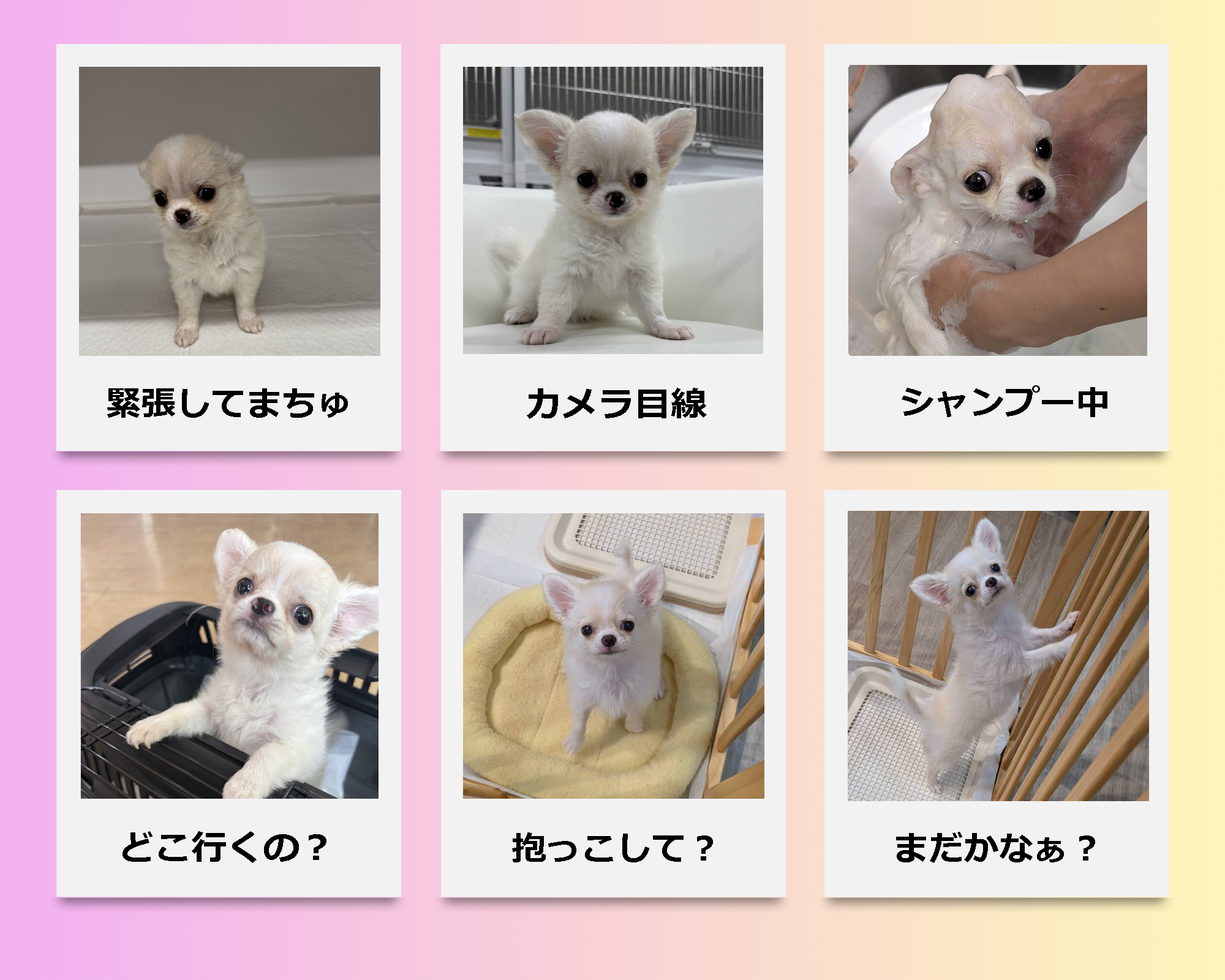 チワワ子犬