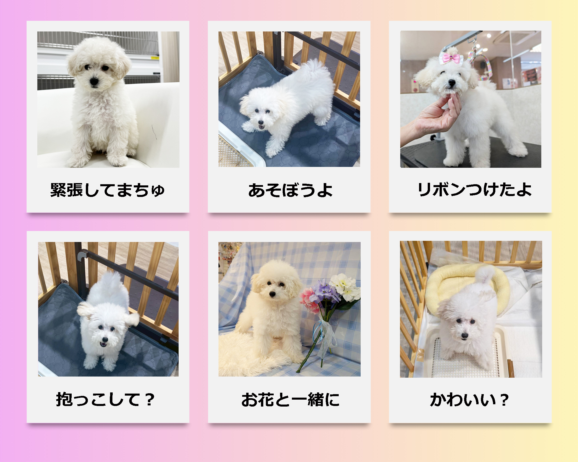 トイプードル子犬